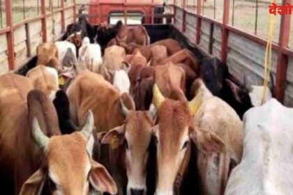Cattle smuggling