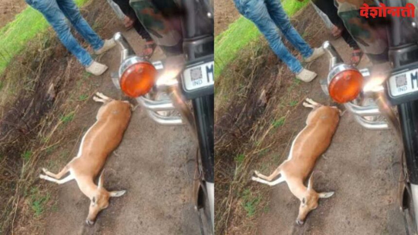 Deer Accidental Death