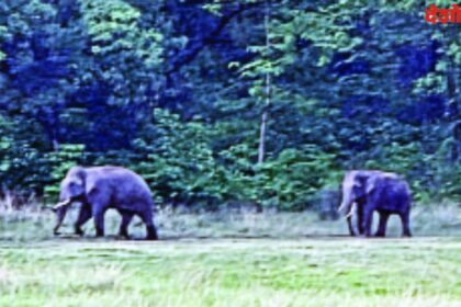 Tadoba Buffer zone