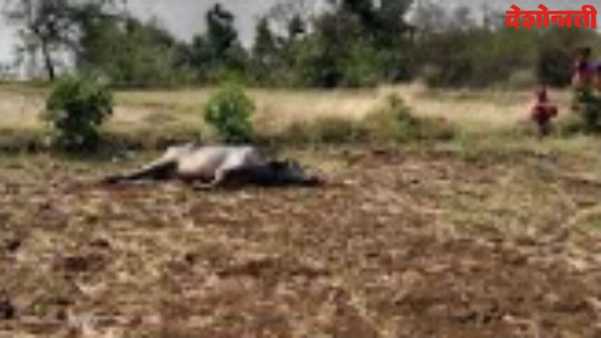 Buffalo-Cows died