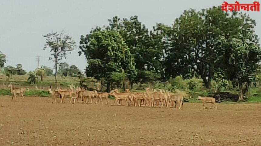 Wild Animals
