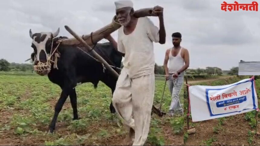 Old farmer cattle