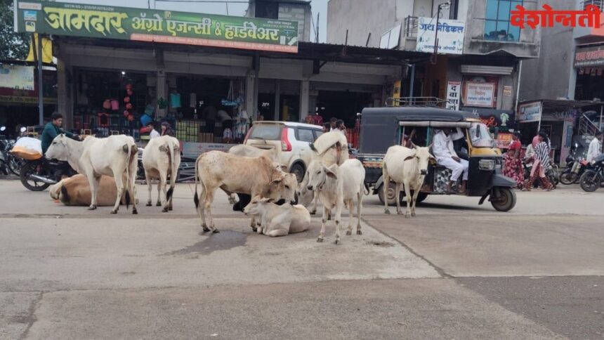 Manora Street Animals