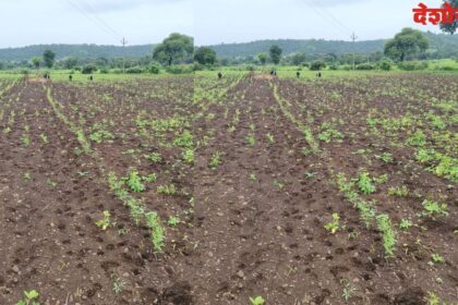 Crop Damage