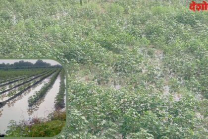 Soybeans Crop
