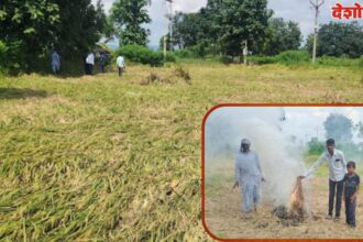Farmers burnt paddy