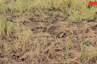 Farmer Paddy Crop