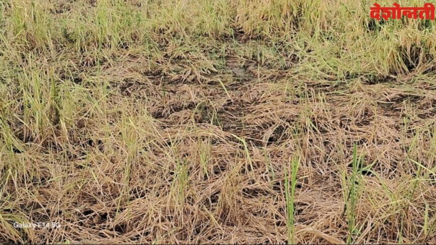 Farmer Paddy Crop