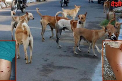 Street Dogs Bitten Case