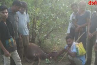 Tiger Hunting