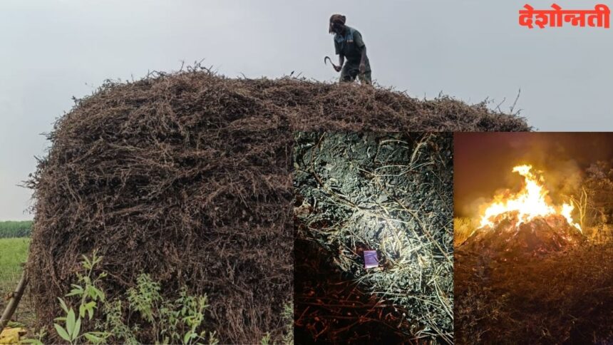Soybeans Burned