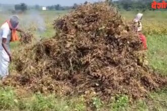 Soybean Crop