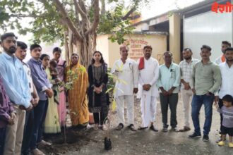 Tree Plantation