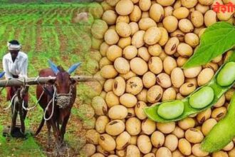 Soybean Price