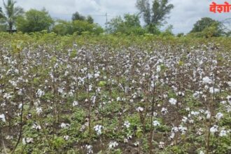 Crop Damage